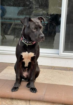 Velvet (TX) Labrador Retriever Dog