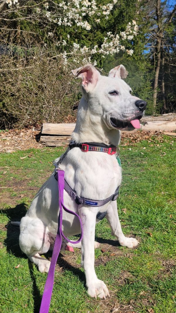 Powder visits Laurelwood Arboretum