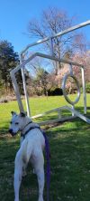 Powder visits Laurelwood Arboretum