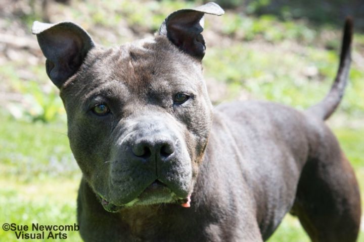 Dudley, an adoptable Pit Bull Terrier in Shorewood, IL_image-1