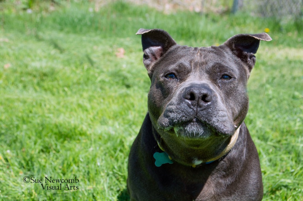 Dudley, an adoptable Pit Bull Terrier in Shorewood, IL, 60431 | Photo Image 1