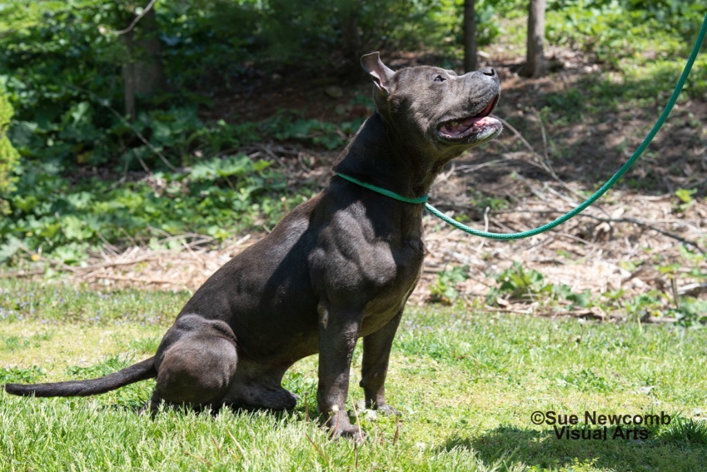 Dudley, an adoptable Pit Bull Terrier in Shorewood, IL, 60431 | Photo Image 3