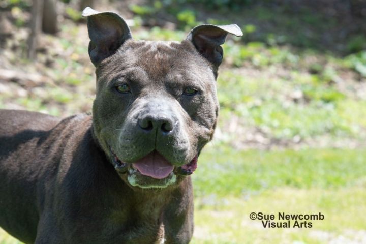 Dudley, an adoptable Pit Bull Terrier in Shorewood, IL_image-4