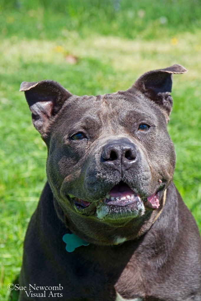 Dudley, an adoptable Pit Bull Terrier in Shorewood, IL, 60431 | Photo Image 4