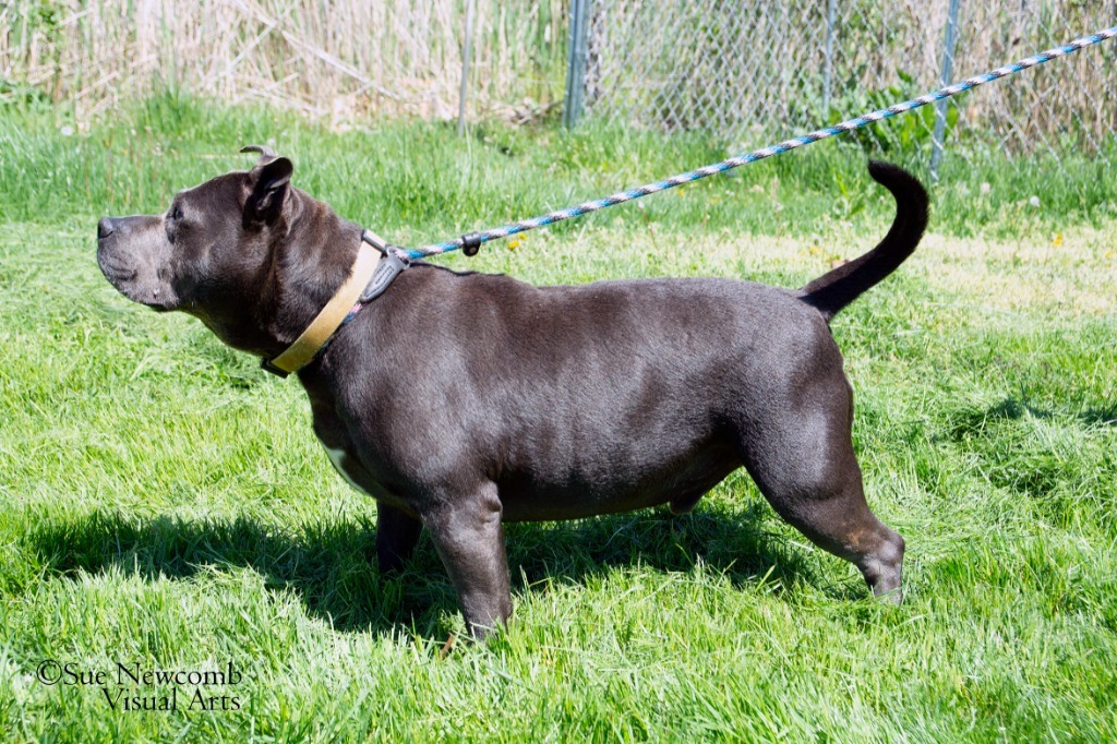 Dudley, an adoptable Pit Bull Terrier in Shorewood, IL, 60431 | Photo Image 5