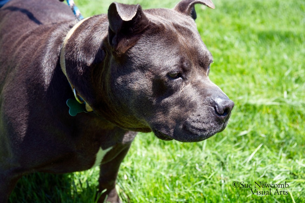 Dudley, an adoptable Pit Bull Terrier in Shorewood, IL, 60431 | Photo Image 6