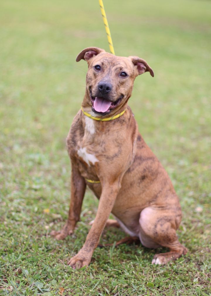 are pig ears bad for a plott hound