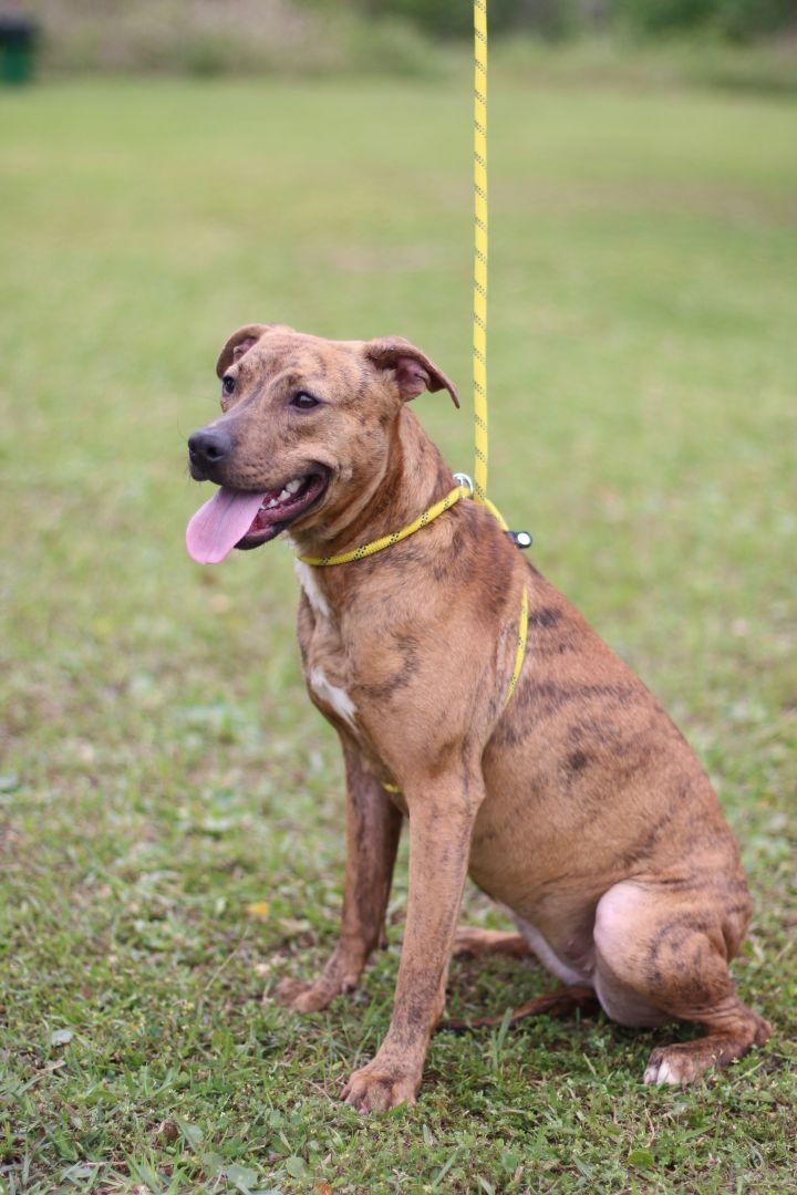 are pig ears bad for a plott hound