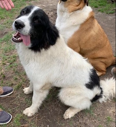 does the pyrenean mastiff have canine distemper