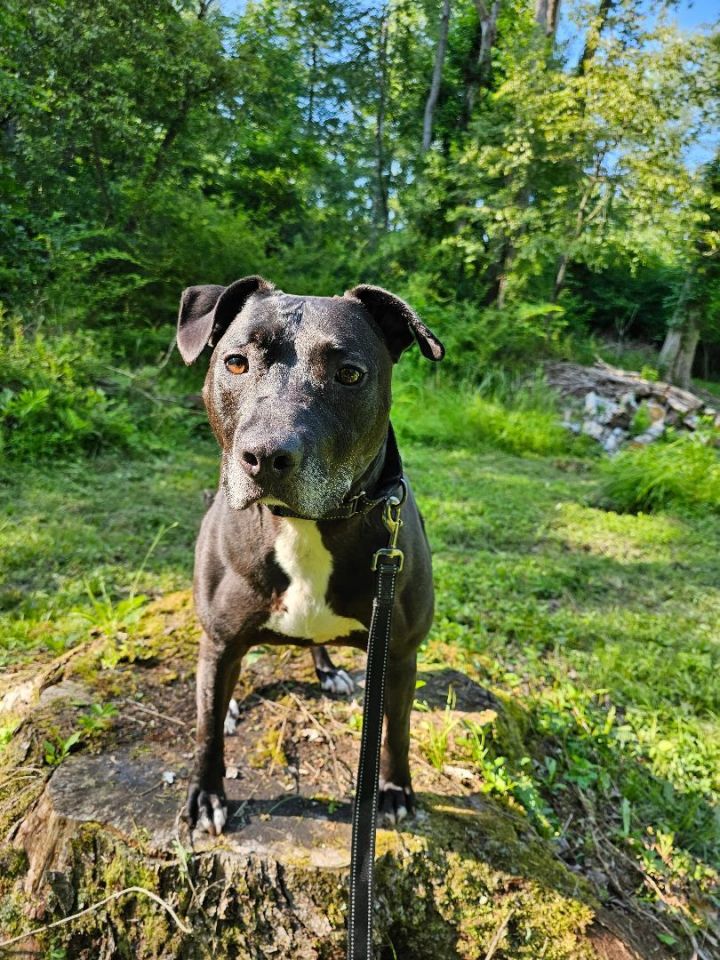 Labrador boots clearance