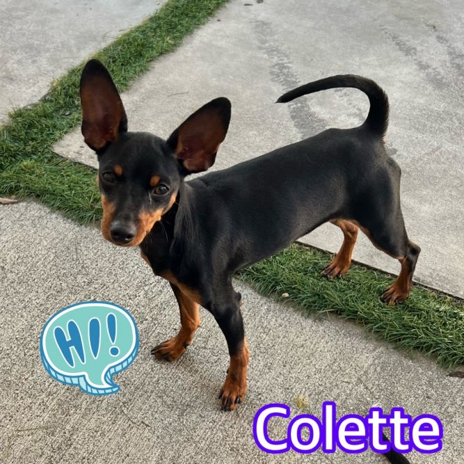 Colette