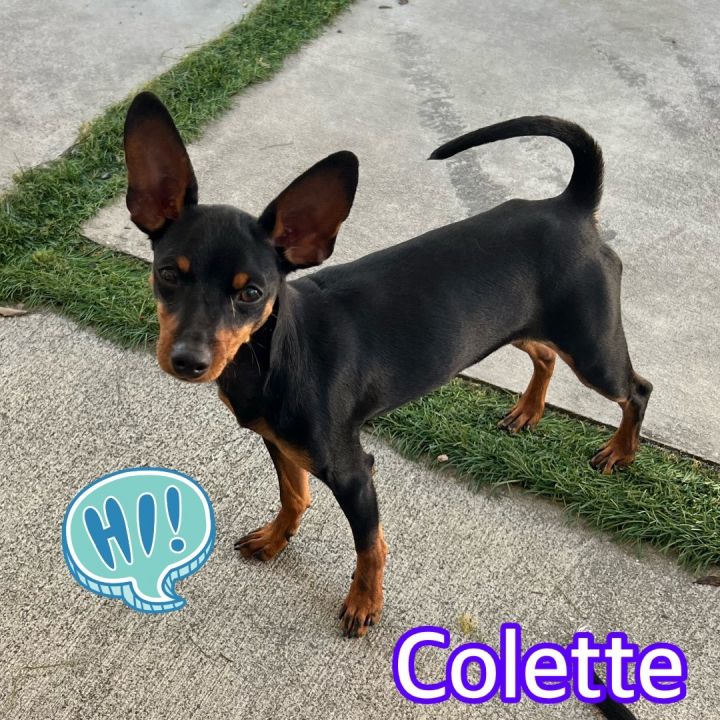 Colette, an adoptable Miniature Pinscher in Hollywood, FL_image-1