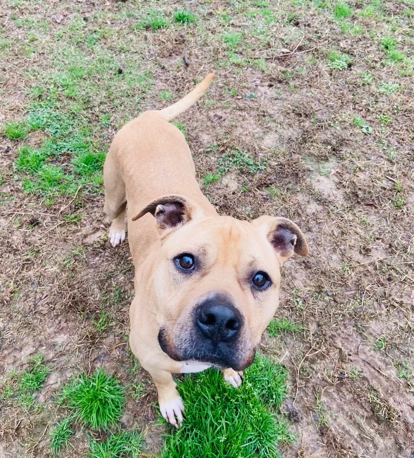Dog for adoption Eli a Black Mouth Cur Pit Bull Terrier Mix