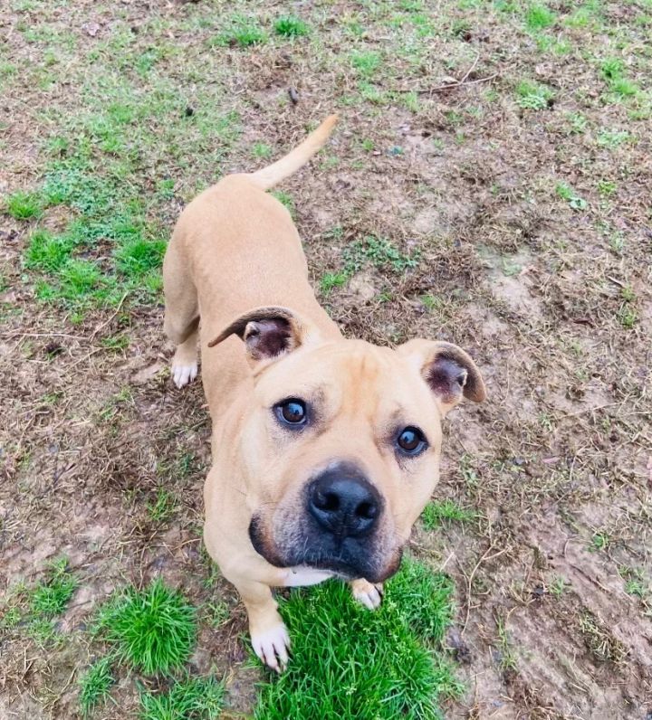 Black mouth cur 2024 pit mix puppies