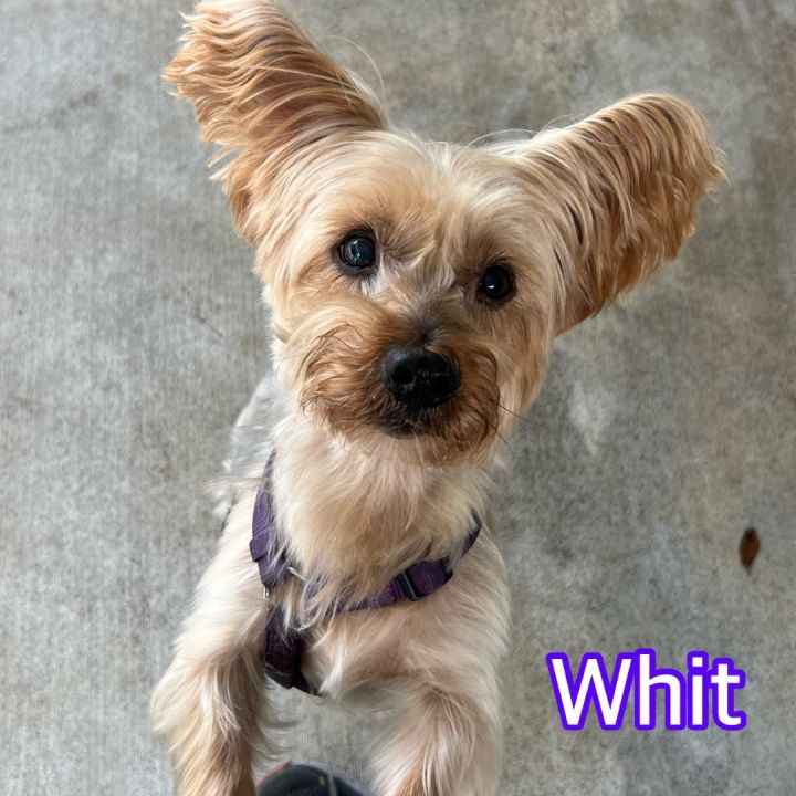 Whit, an adoptable Silky Terrier in Hollywood, FL_image-2