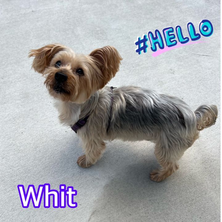 Whit, an adoptable Silky Terrier in Hollywood, FL_image-3