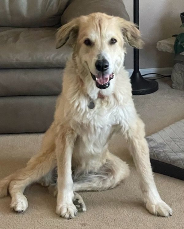 Mia, an adoptable Great Pyrenees in Aurora, CO, 80046 | Photo Image 1