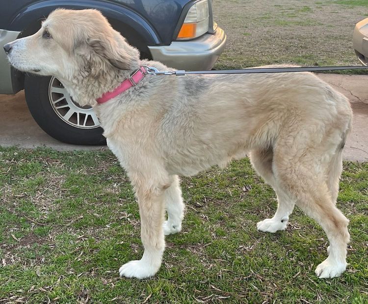 Mia, an adoptable Great Pyrenees in Aurora, CO, 80046 | Photo Image 3