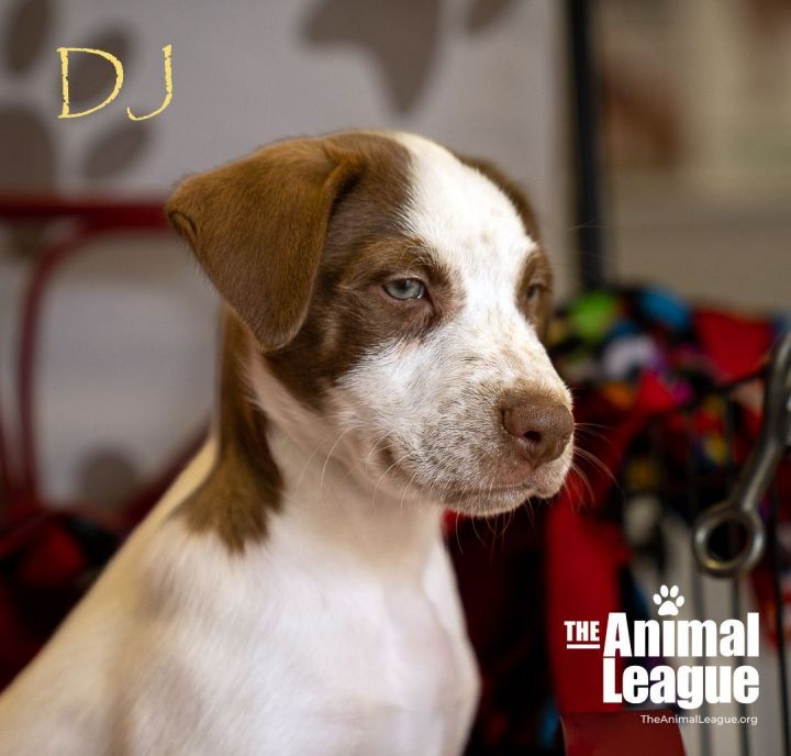 DJ, an adoptable Pointer & Labrador Retriever Mix in Clermont, FL_image-5