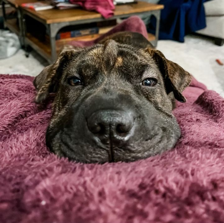 Brindle store shar pei