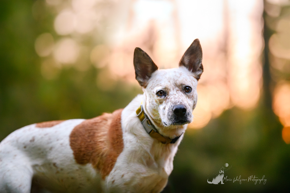 Fossi, an adoptable Australian Cattle Dog / Blue Heeler in Gig Harbor, WA, 98335 | Photo Image 1