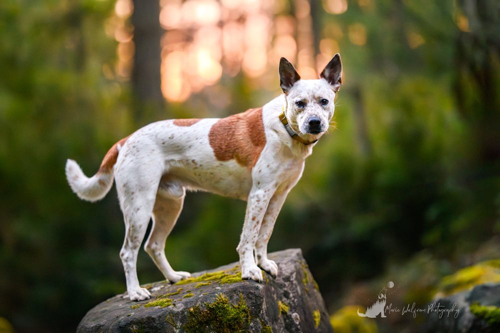 Fossi, an adoptable Australian Cattle Dog / Blue Heeler in Gig Harbor, WA, 98335 | Photo Image 2