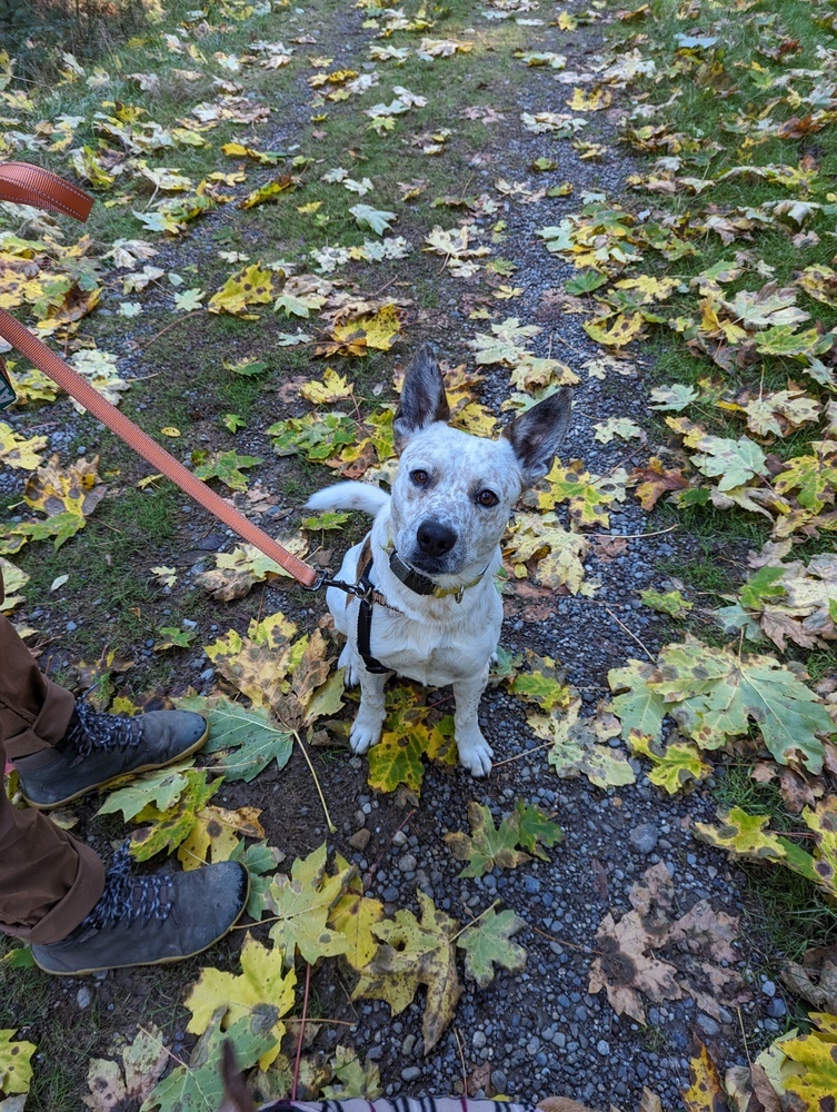 Fossi, an adoptable Australian Cattle Dog / Blue Heeler in Gig Harbor, WA, 98335 | Photo Image 3