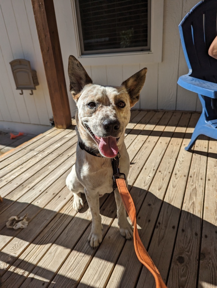 Fossi, an adoptable Australian Cattle Dog / Blue Heeler in Gig Harbor, WA, 98335 | Photo Image 4