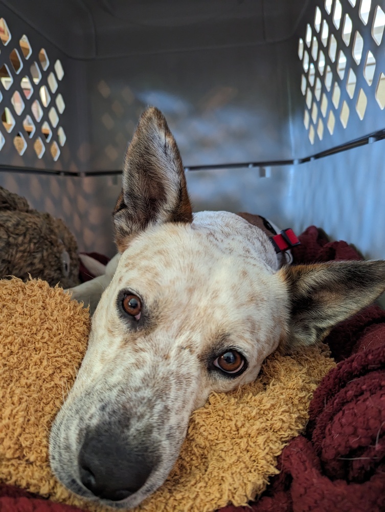 Fossi, an adoptable Australian Cattle Dog / Blue Heeler in Gig Harbor, WA, 98335 | Photo Image 6