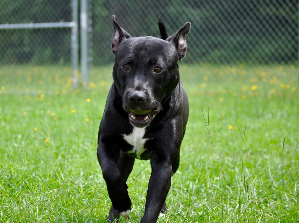 RICKY DALE JR, an adoptable Mixed Breed in Florence, SC, 29506 | Photo Image 1