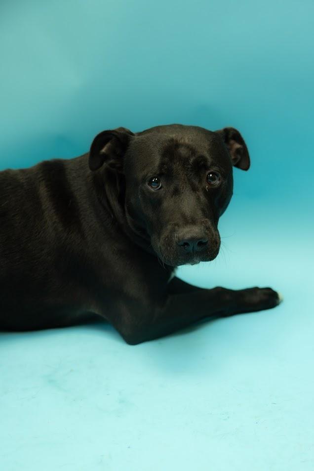 RICKY DALE JR, an adoptable Mixed Breed in Florence, SC, 29506 | Photo Image 1