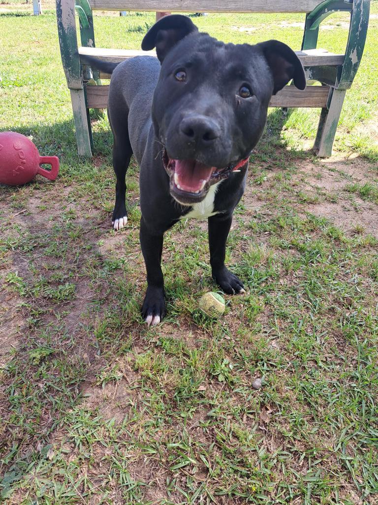 RICKY DALE JR, an adoptable Mixed Breed in Florence, SC, 29506 | Photo Image 3