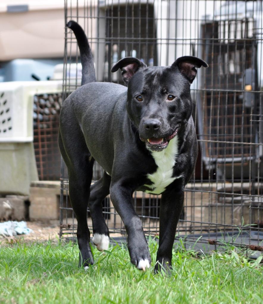 RICKY DALE JR, an adoptable Mixed Breed in Florence, SC, 29506 | Photo Image 5