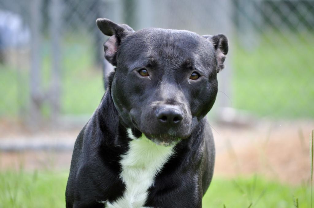 RICKY DALE JR, an adoptable Mixed Breed in Florence, SC, 29506 | Photo Image 6