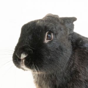 Pascal, Adult Male unknown