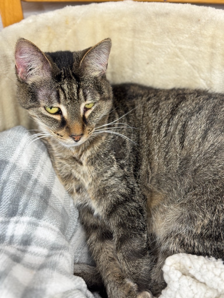 Beth, an adoptable Domestic Short Hair in Hastings, NE, 68901 | Photo Image 2