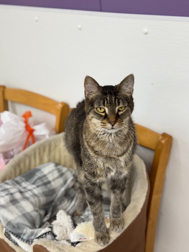 Beth, an adoptable Domestic Short Hair in Hastings, NE, 68901 | Photo Image 3