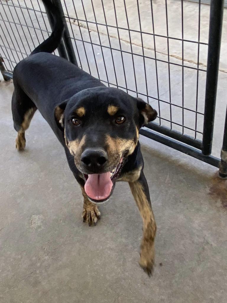 Skip, an adoptable Hound, Australian Cattle Dog / Blue Heeler in Big Spring, TX, 79720 | Photo Image 1