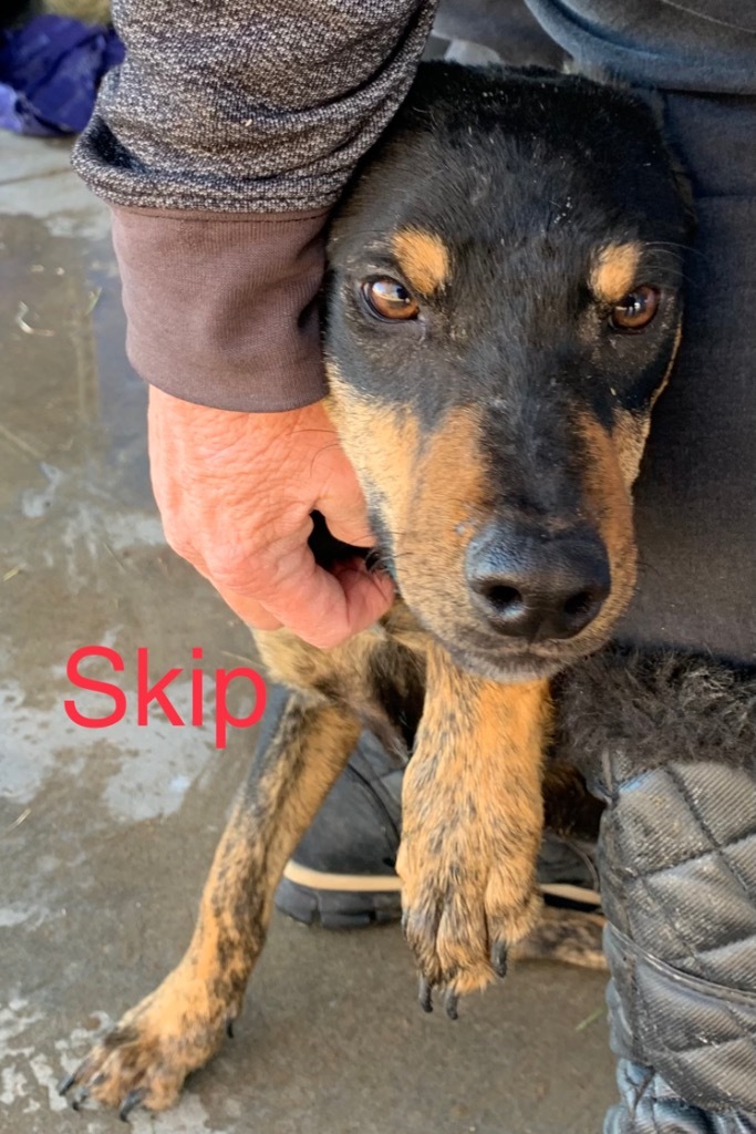 Skip, an adoptable Hound, Australian Cattle Dog / Blue Heeler in Big Spring, TX, 79720 | Photo Image 2
