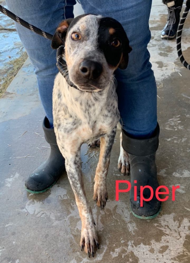 Piper #2, an adoptable Australian Cattle Dog / Blue Heeler & Hound Mix in Big Spring, TX_image-2