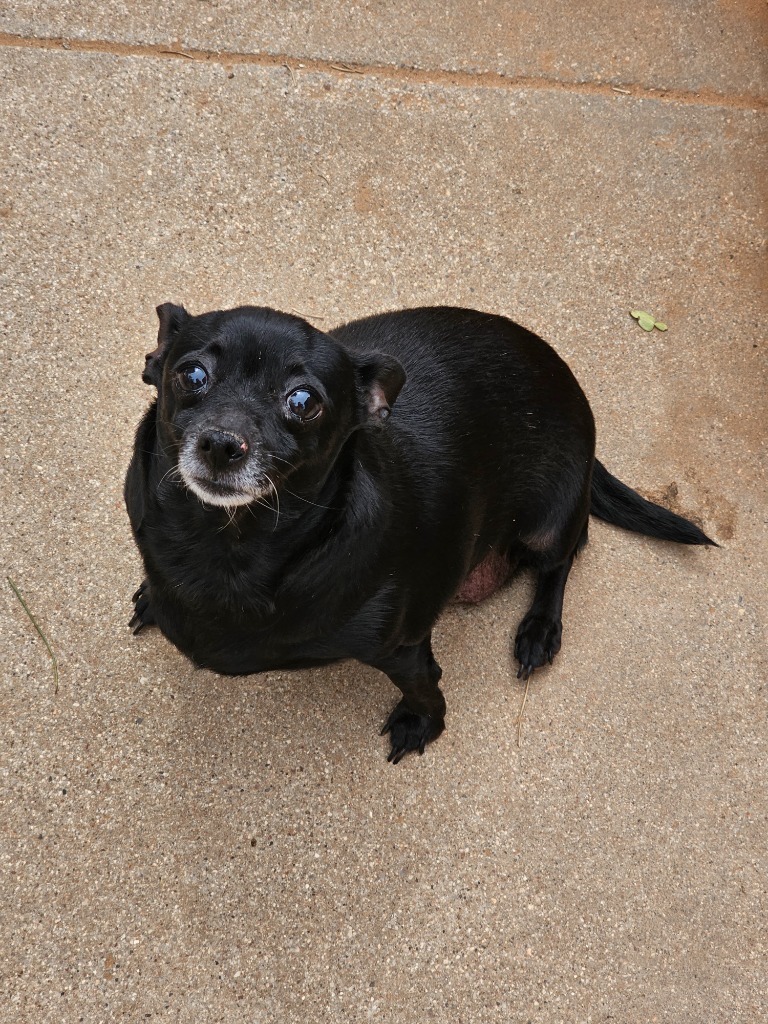 Wheezy, an adoptable Chihuahua in Midland, TX, 79705 | Photo Image 1