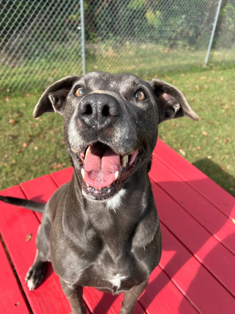 Shamrock, an adoptable Pit Bull Terrier in Johnson City, TN, 37604 | Photo Image 1