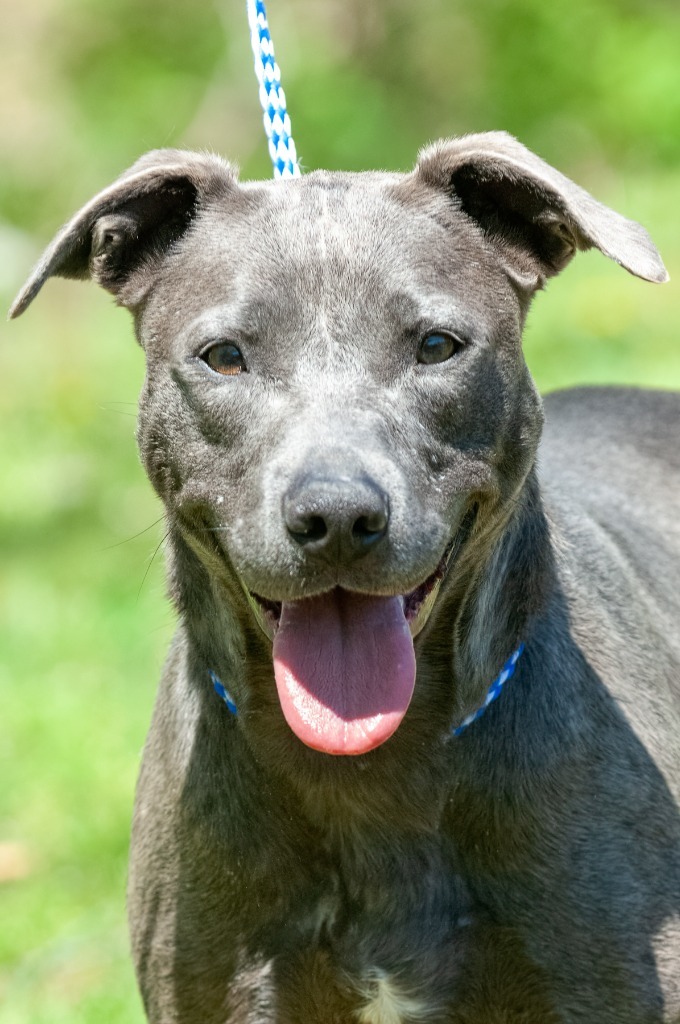 Shamrock, an adoptable Pit Bull Terrier in Johnson City, TN, 37604 | Photo Image 3