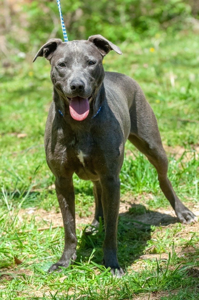 Shamrock, an adoptable Pit Bull Terrier in Johnson City, TN, 37604 | Photo Image 4