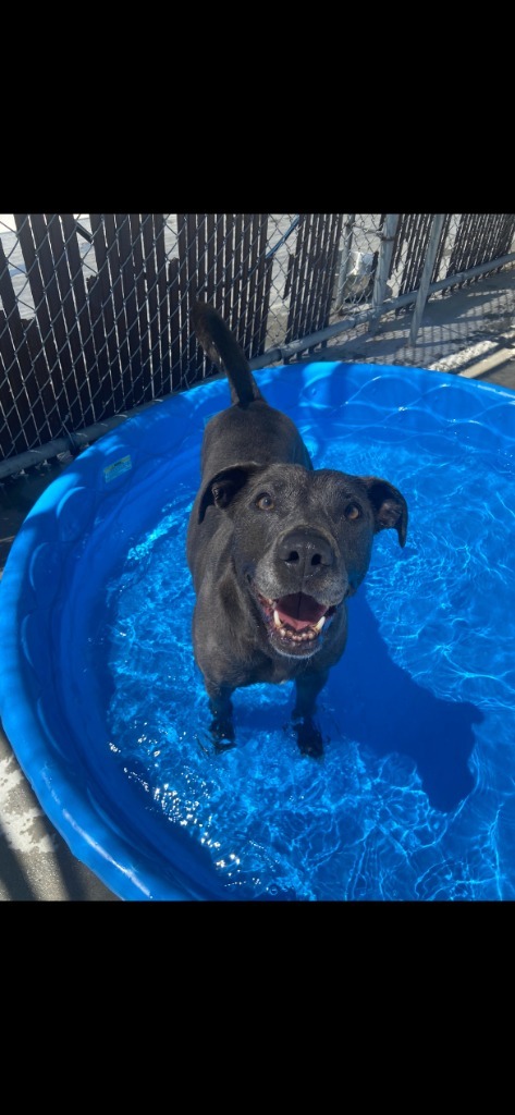 Shamrock, an adoptable Pit Bull Terrier in Johnson City, TN, 37604 | Photo Image 5