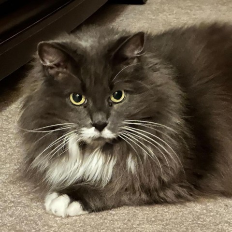 Sasha Fierce, an adoptable Domestic Long Hair in Leander, TX, 78641 | Photo Image 1