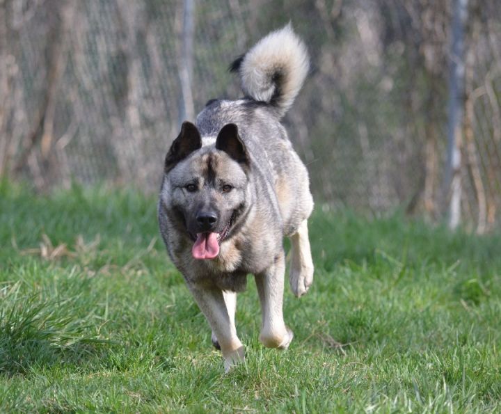 are black norwegian elkhound aggressive