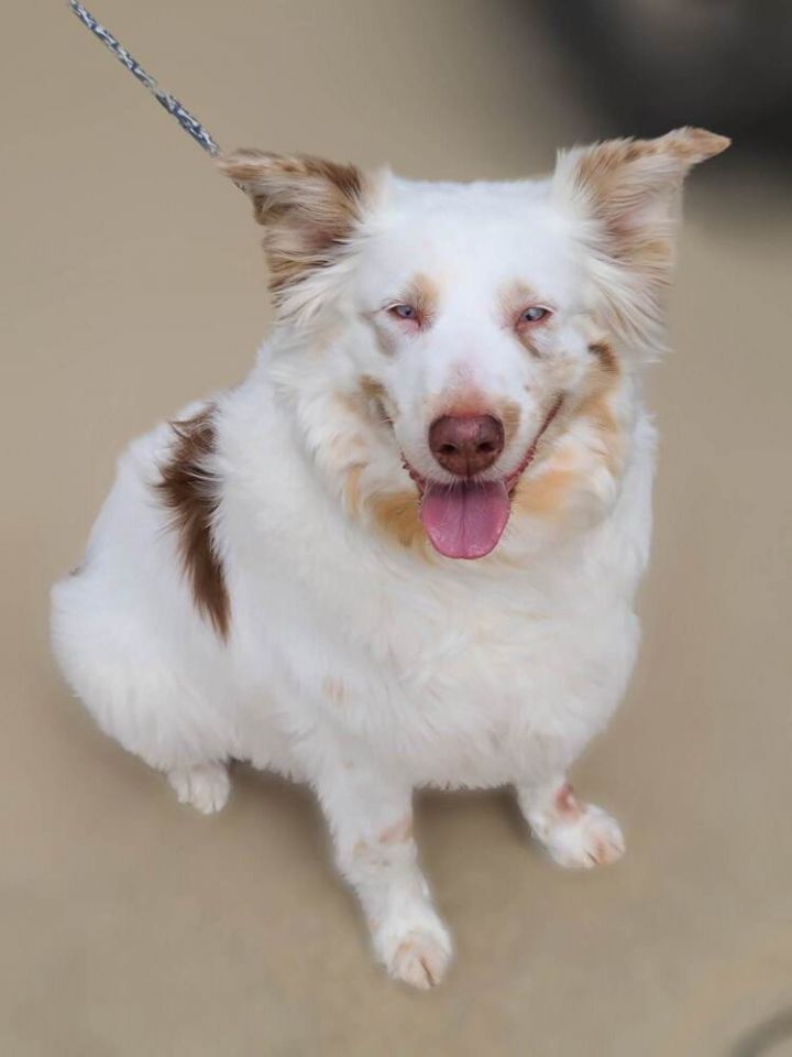 Lily, an adoptable Australian Shepherd in Troy, IL_image-1