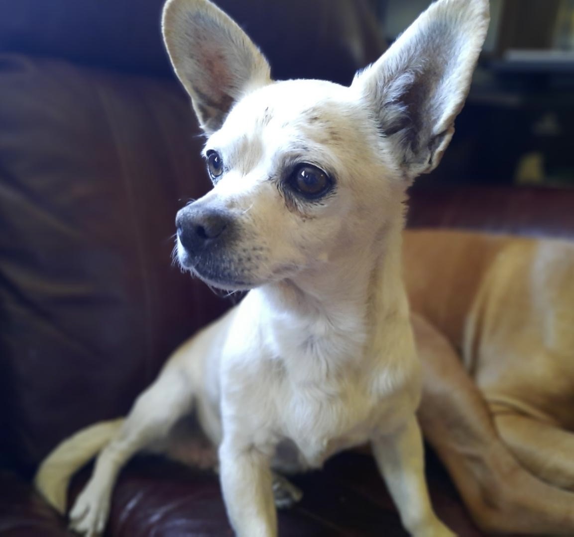 Baby, an adoptable Chihuahua in San Luis, CO, 81152 | Photo Image 1