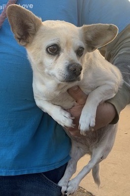 Baby, an adoptable Chihuahua in San Luis, CO, 81152 | Photo Image 6